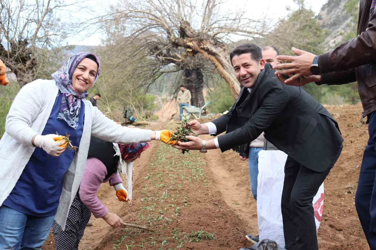 Sahlep Fidanları Toprakla Buluştu