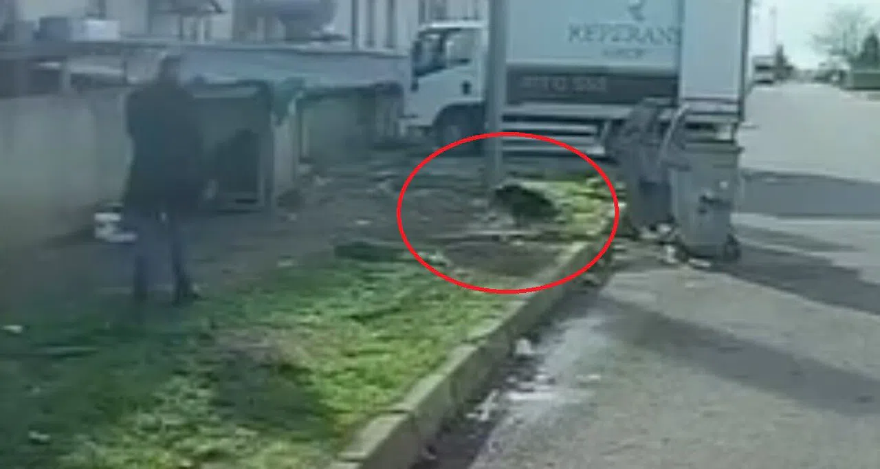 Başıboş köpeğin saldırısına uğradı: O kaçtı, köpek kovaladı