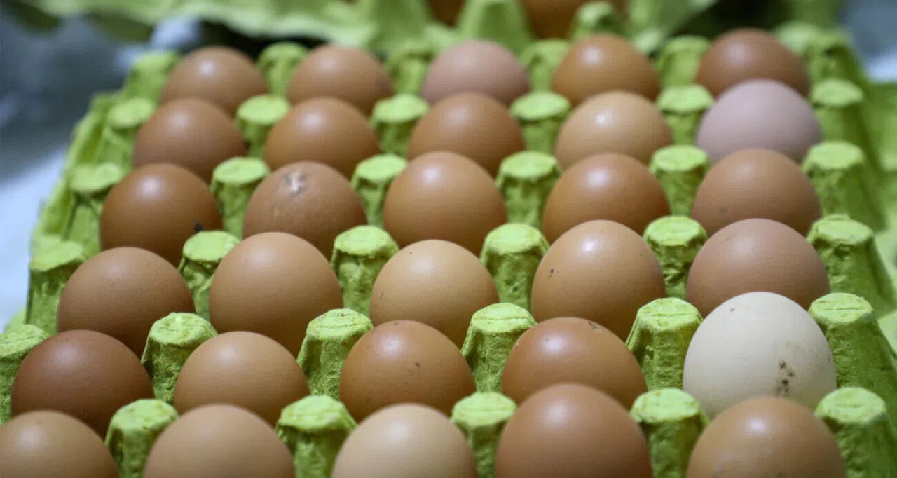 Aralık’ta En Çok Yumurta Pahalandı