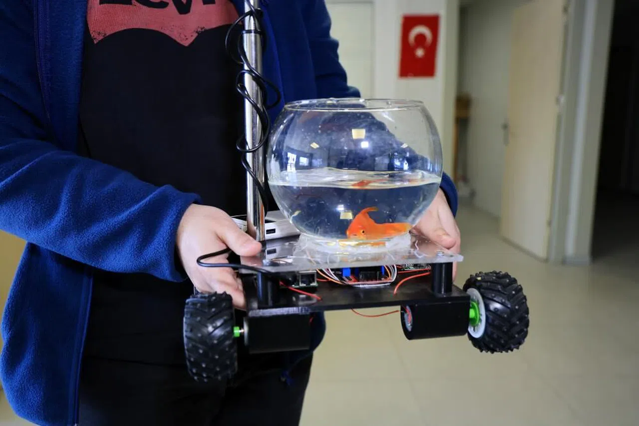 Bu balık araba sürüyor