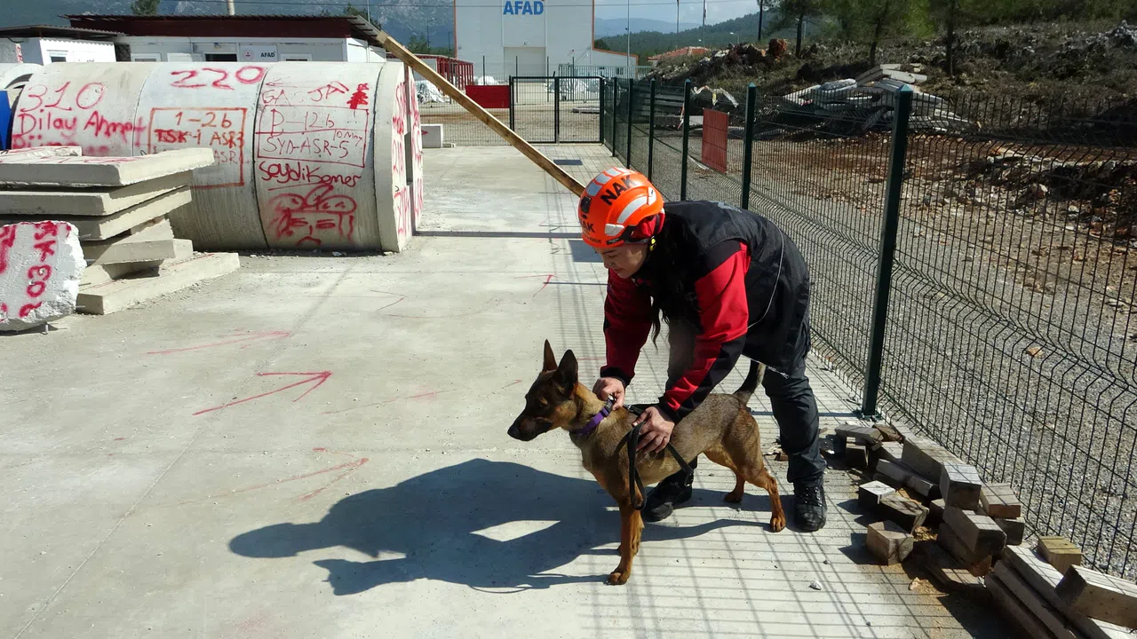 Enkazın Kahramanı Arama Kurtarma Köpeği Tayga Görev Başında