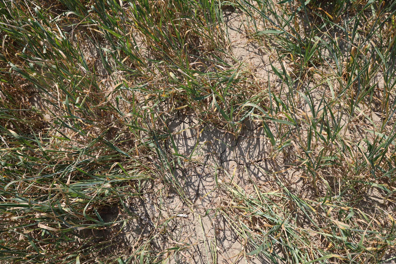 Adana'da Üzücü Manzara: Kuraklık ve Susuzluk Buğdayı Büyümeden Tarlada Kuruttu