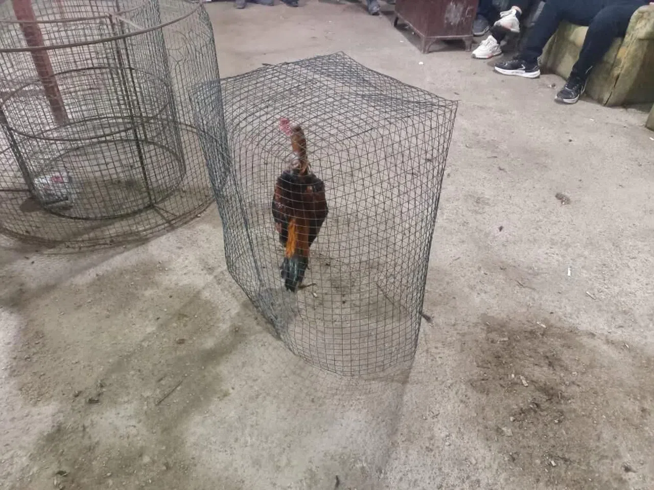 Horoz dövüşü yapılan adrese baskın: 14 gözaltı