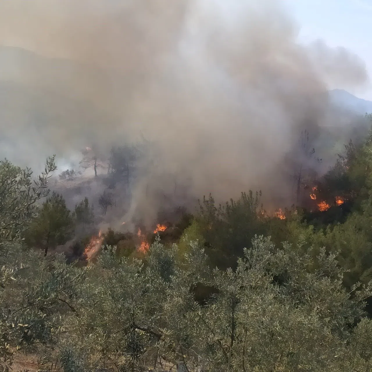 Osmaniye’de Ormanlık Alanda Korkutan Yangın