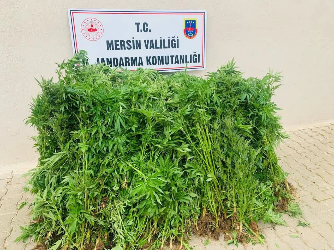 Jandarma baskınıyla ortaya çıktı: Evinin bahçesini uyuşturucu tarlasına çevirmiş