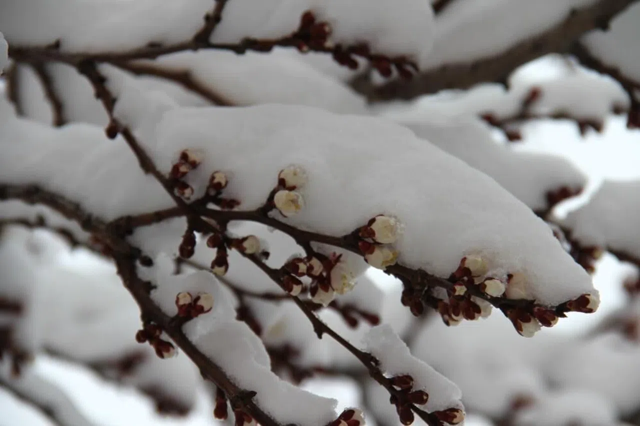 Çiçek açan erik ağaçları karla birleşince kartpostallık görüntüler çıktı