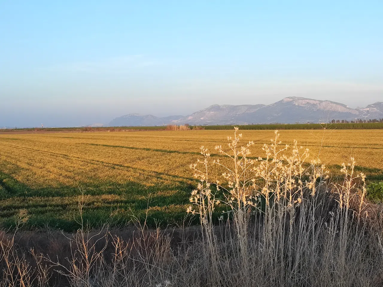 Buğdayı Don ve Kuraklık Vurdu