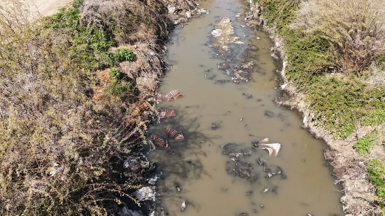 Adana'da Dere Yatağı At ve Eşek Atıklarıyla Dolu