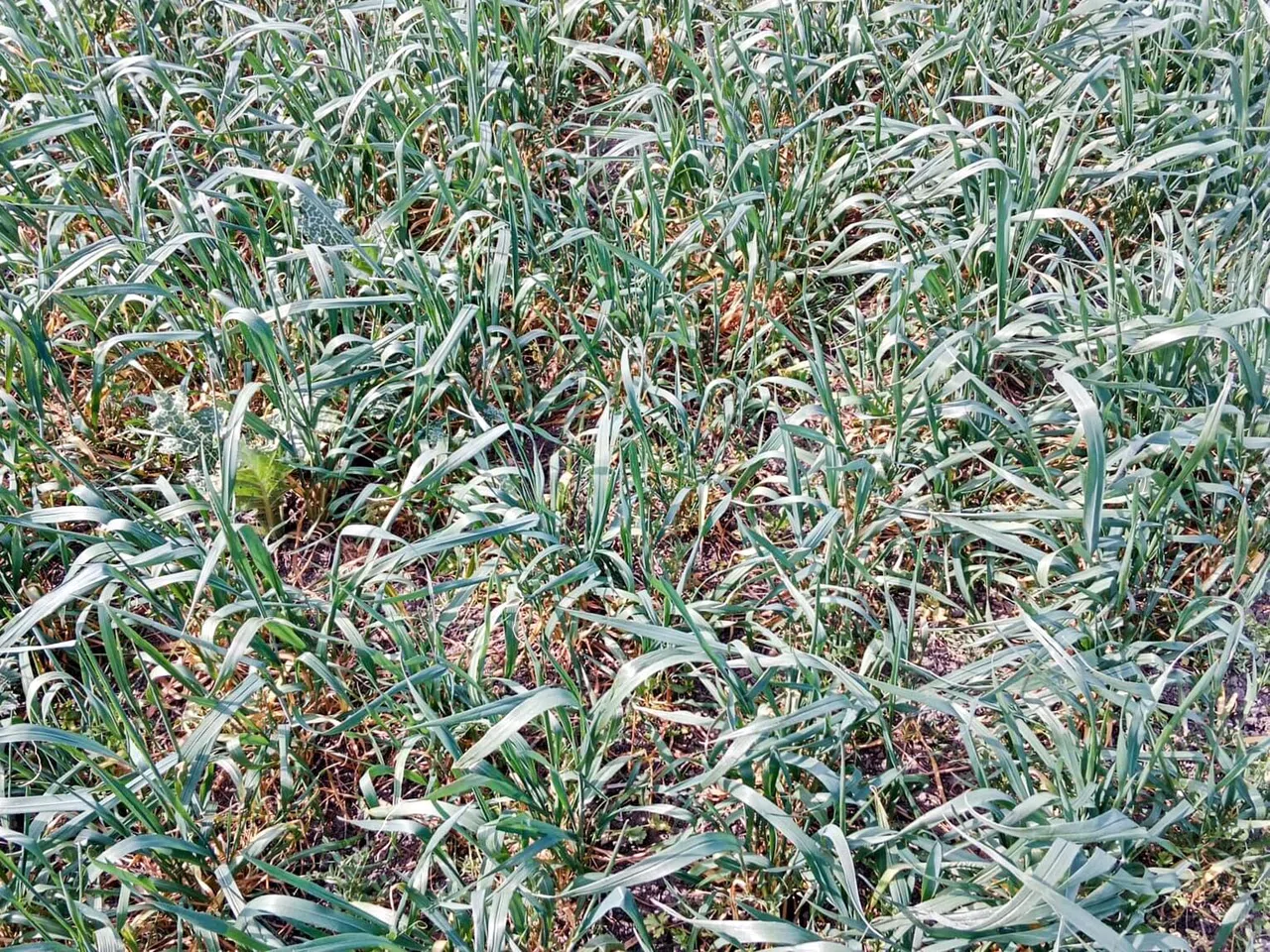 Hatay'da Yaşanan Kuraklık Amik Ovası'nda Üretimi Olumsuz Etkileyecek