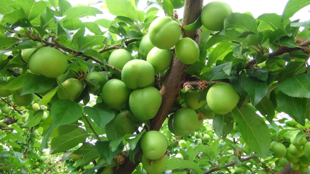 Hasada 8 bin TL ile başlanan erikte fiyat 400 TL’ye kadar düştü