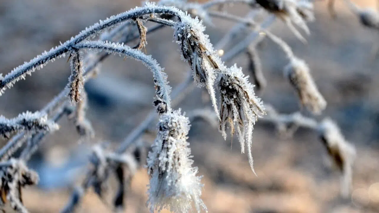 Meteorolojiden Kahramanmaraş’a Zirai Don Uyarısı!