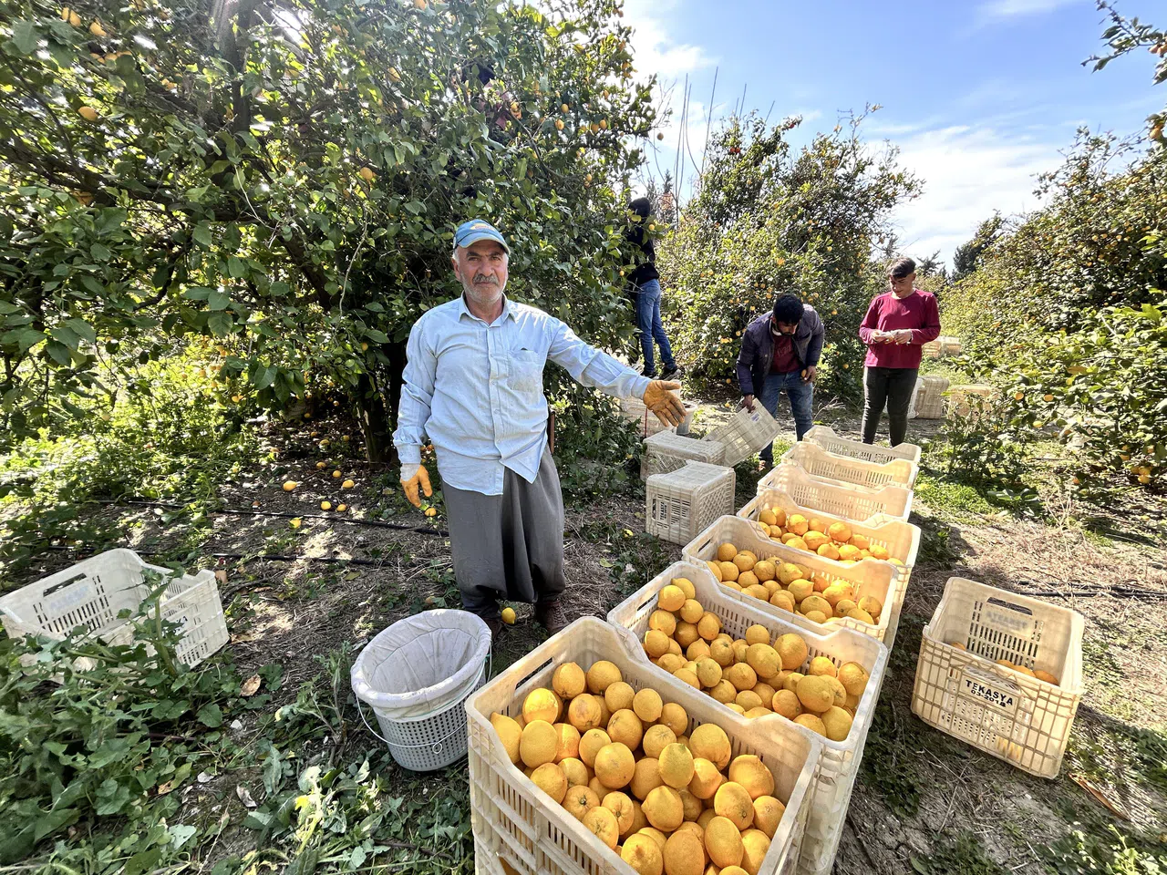 "Marketlerde Limon Satışı 25 TL Tarlada ise 15 TL'den Satılıyor"