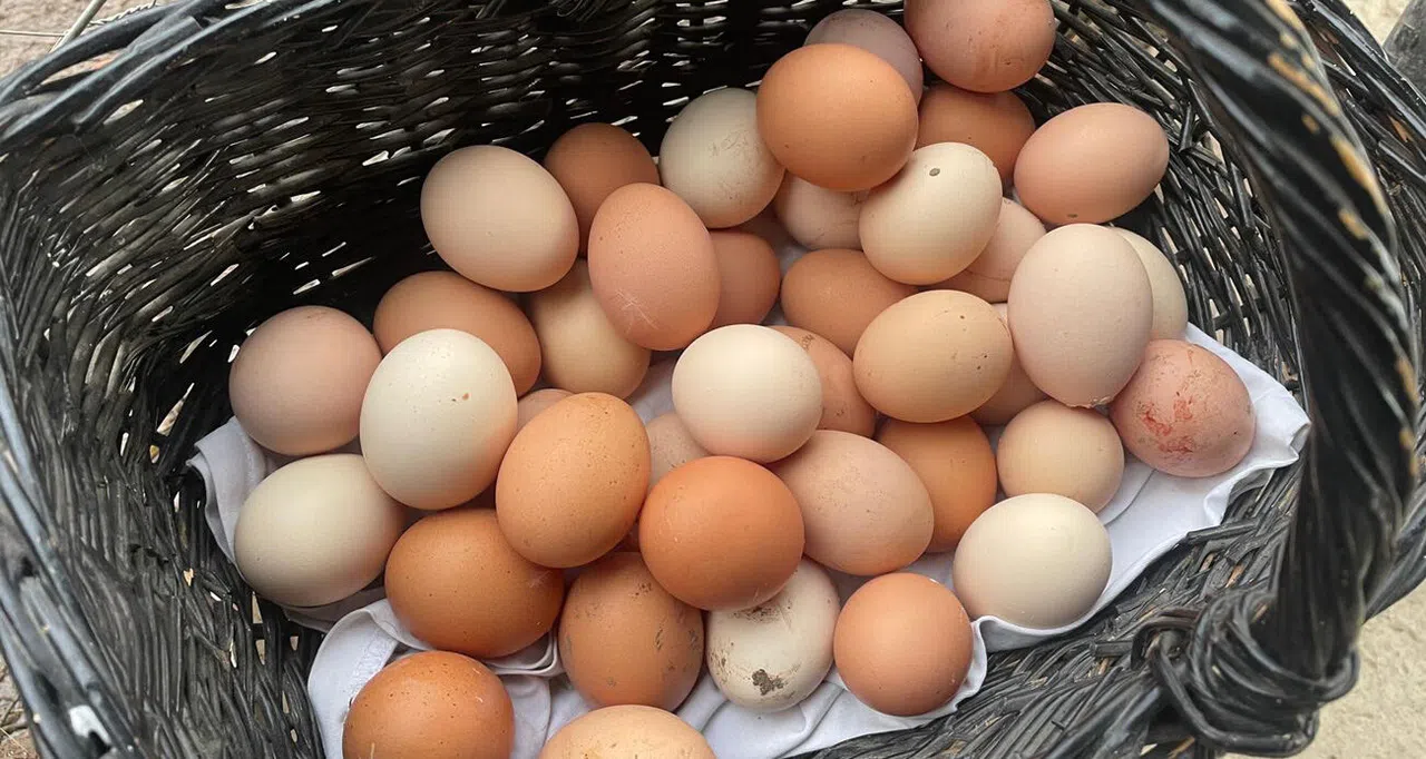 YUM-BİR: "Yumurta fiyatlarını ABD artırıyor"