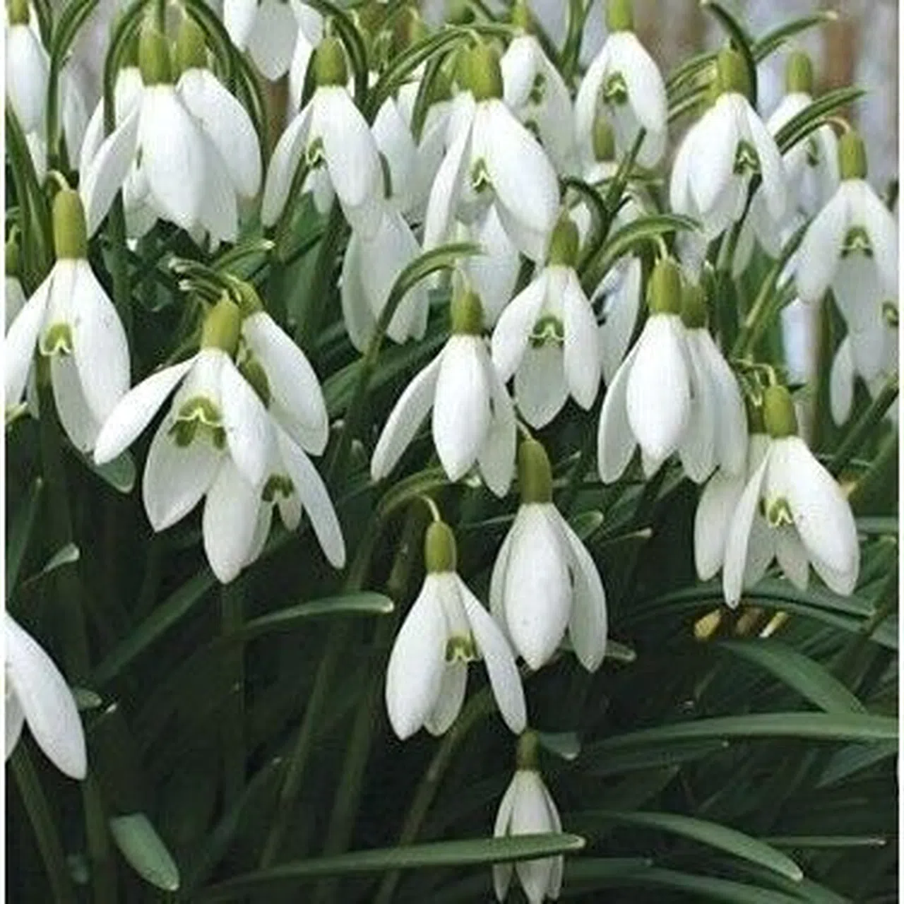 Kardelen Soğanlarının Doğadan Sökümü Yasaklandı