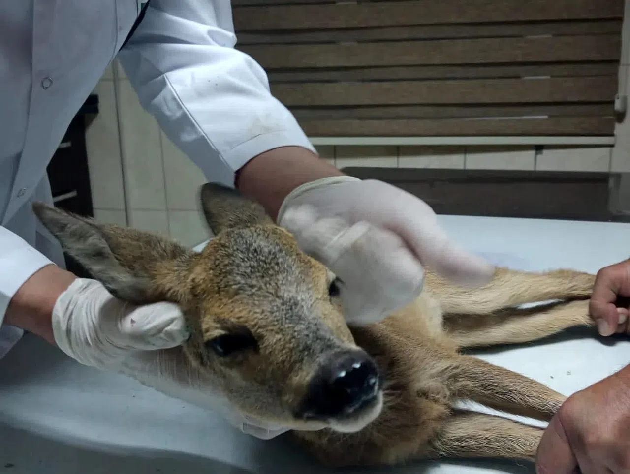 Bahçesinde Bulduğu Yaralı Yavru Karacayı Ekiplere Teslim Etti