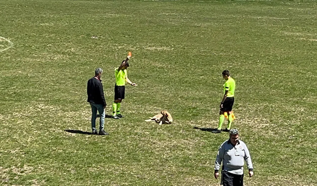 Amatör müsabakada sahaya giren köpeğe kırmızı kart