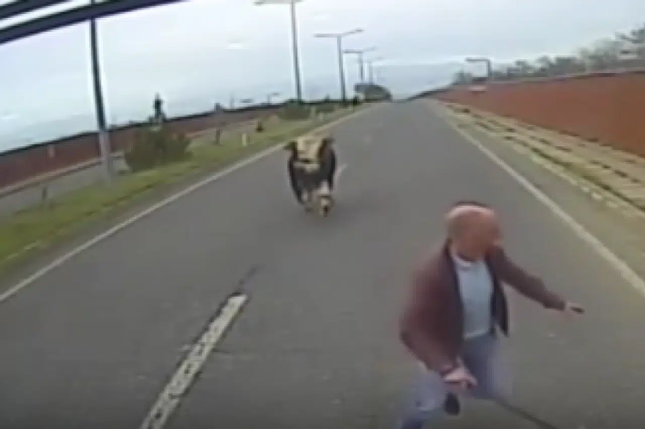 Boğanın kovaladığı şoför: ’’Erkekliğin yüzde 90’ı kaçmaktır’’