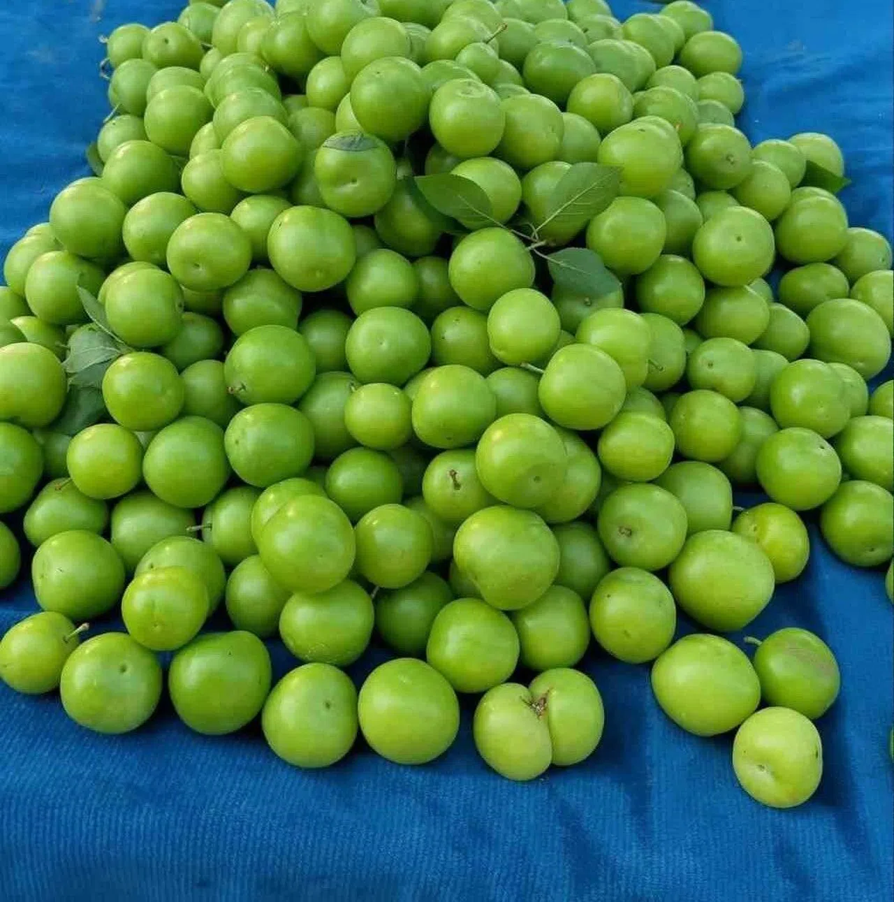 Vazgeçilmez yaz meyvesi erik tezgahlarda yerini aldı