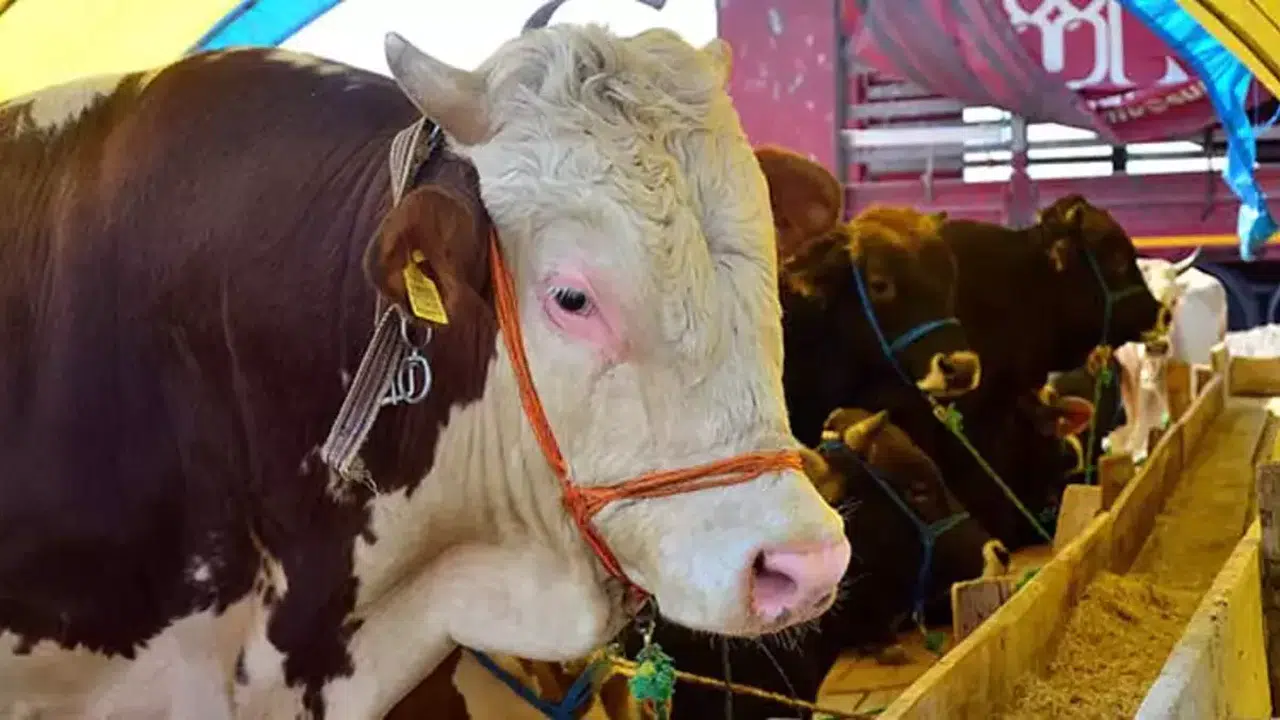 Kahramanmaraş’ta 2025 Kurbanlık Fiyatları Açıklandı