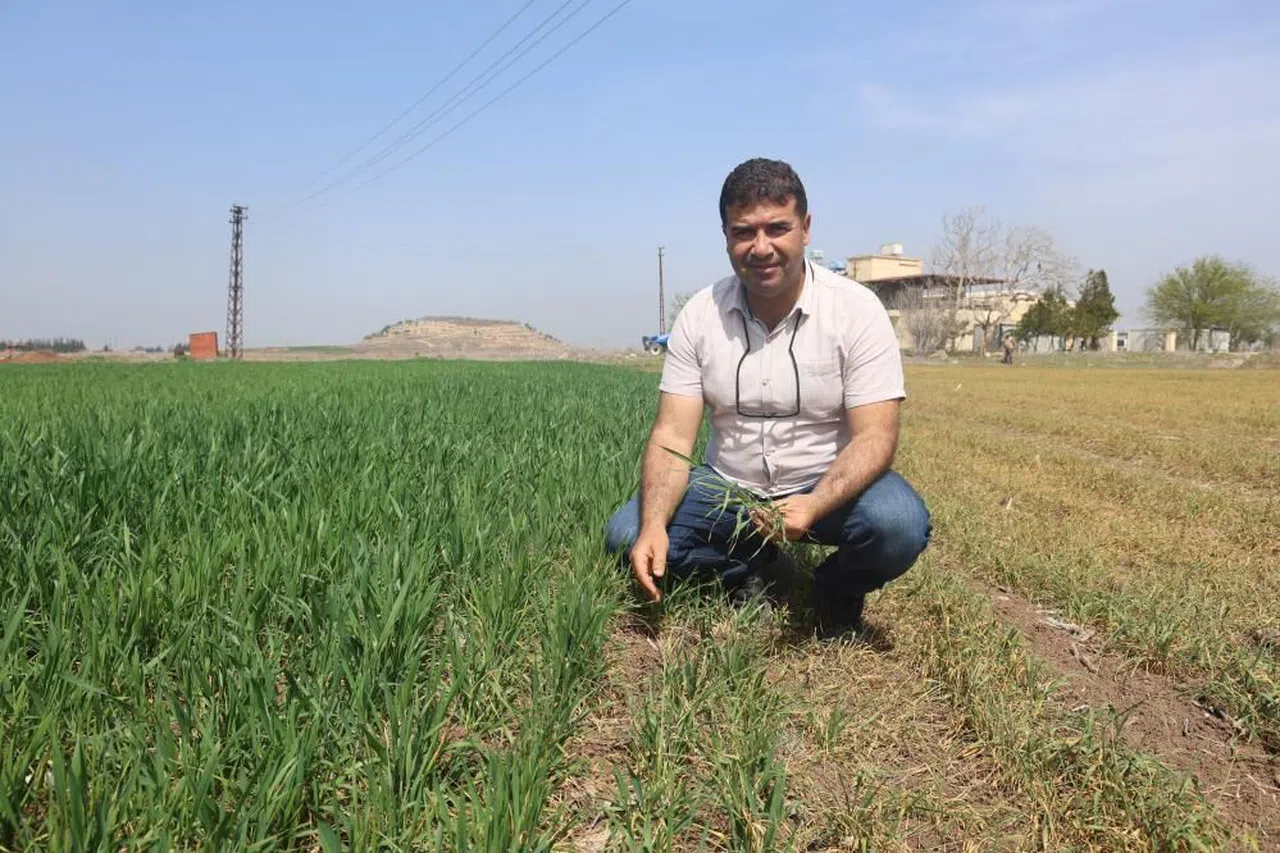 Kuraklık Uyarısı: Amik Ovası'nda Verim Kaybı ve İkinci Ürün Ekimi