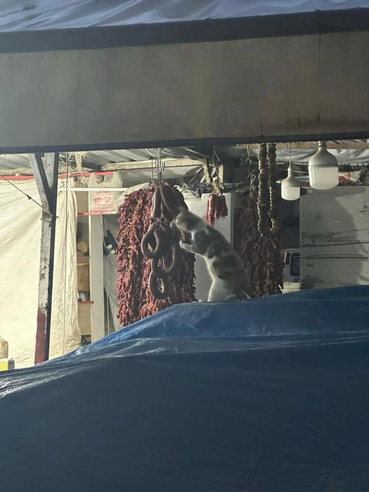 Şarküteri tezgahında sucuğun tadını çıkaran kedi