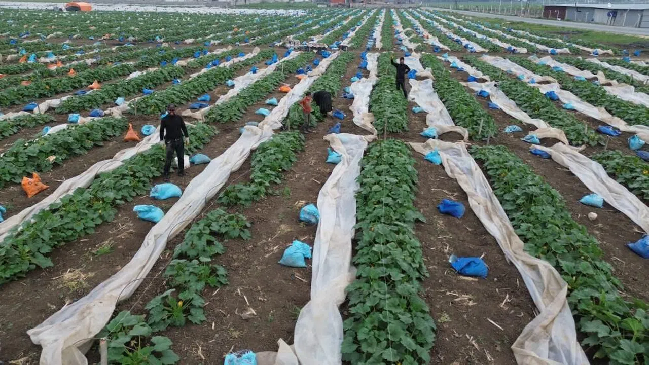 Kuraklık nedeniyle hasadına geç başlanan kabak tarladan 50 TL'den alıcı buluyor