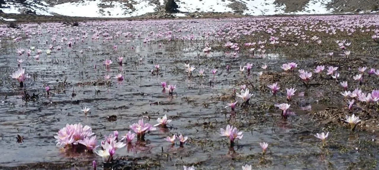 Karların erimesiyle çıkan kardelenler görsel şölen sundu