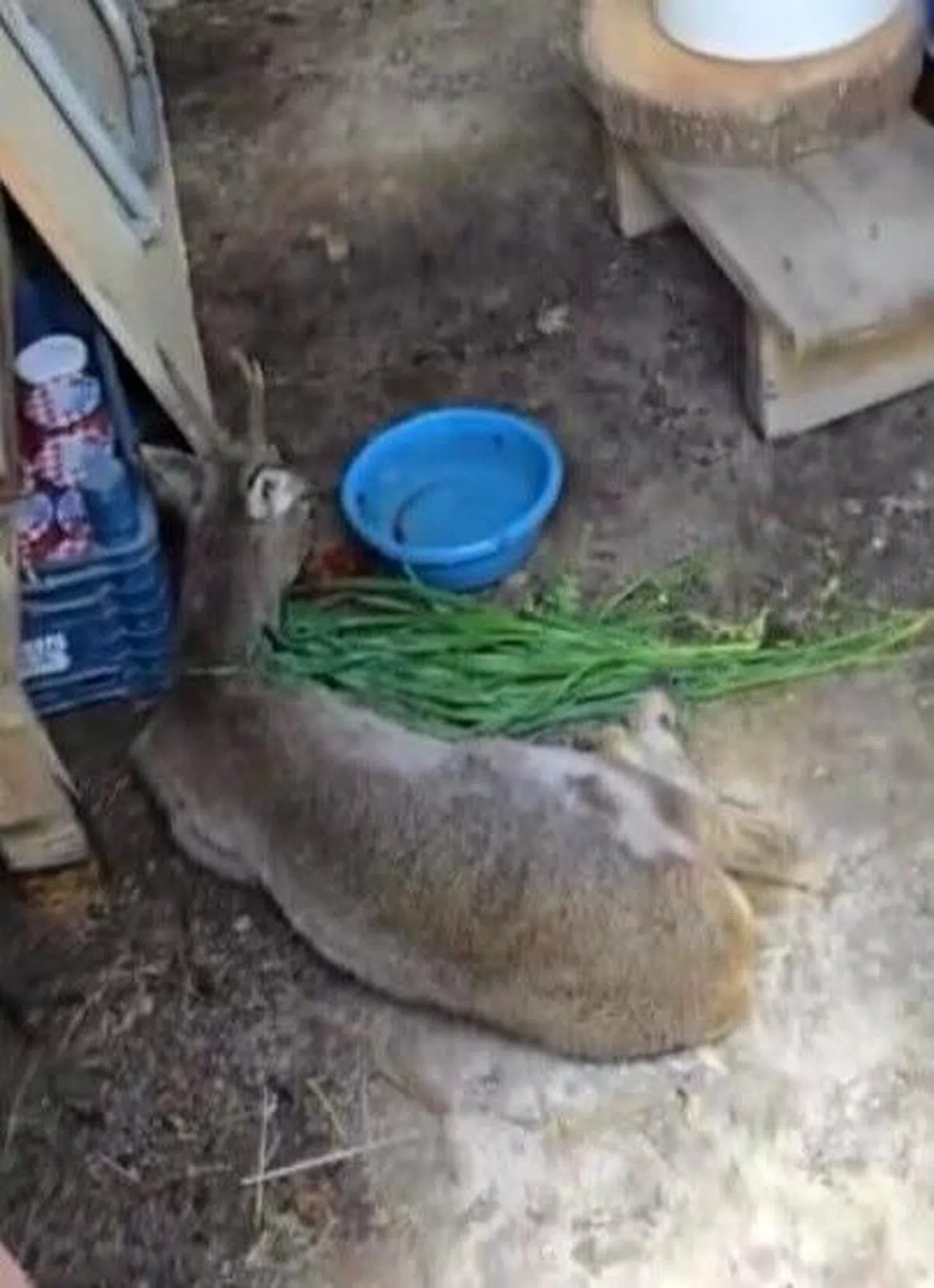Yaralı Ceylan Tedavi Altına Alındı