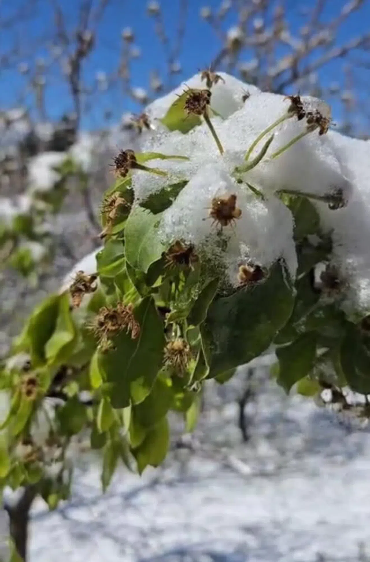 Ceviz bahçelerini don vurdu