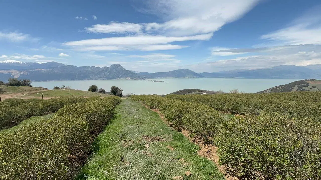 Zirai Donun Bilançosu Ağır Oldu