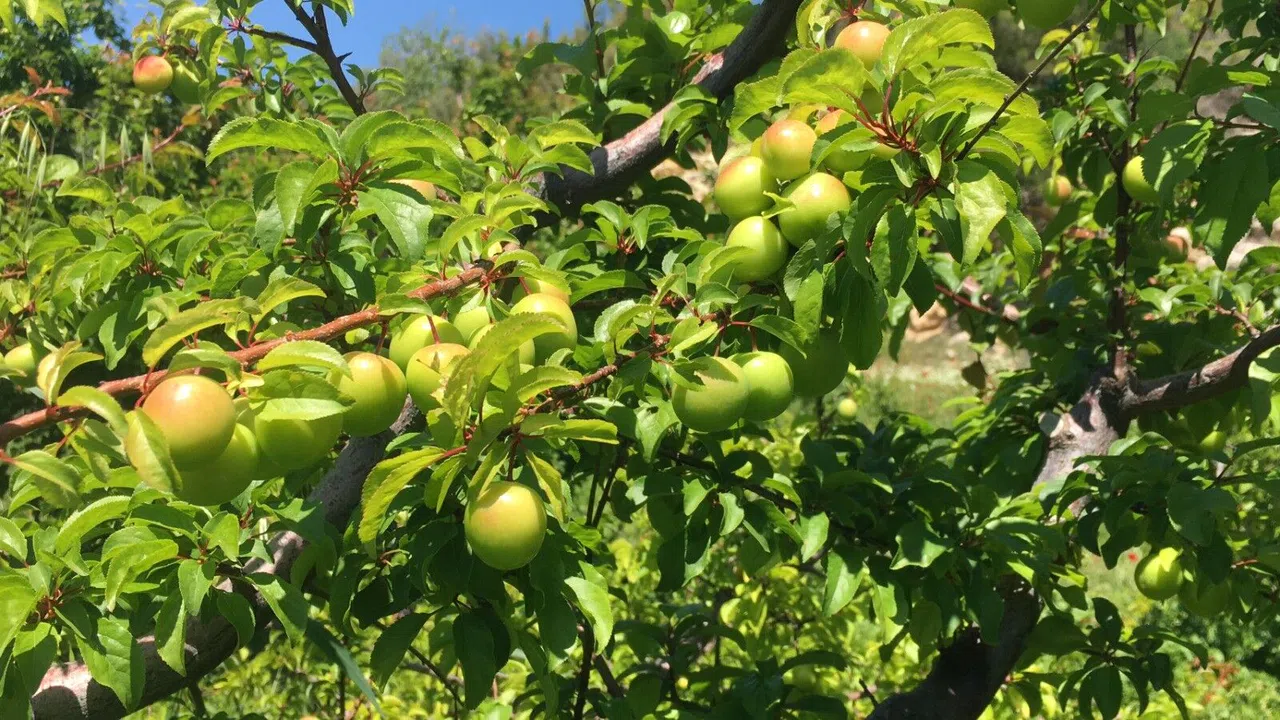 İklim Şartları Açıkta Erik Hasadını Geciktirdi
