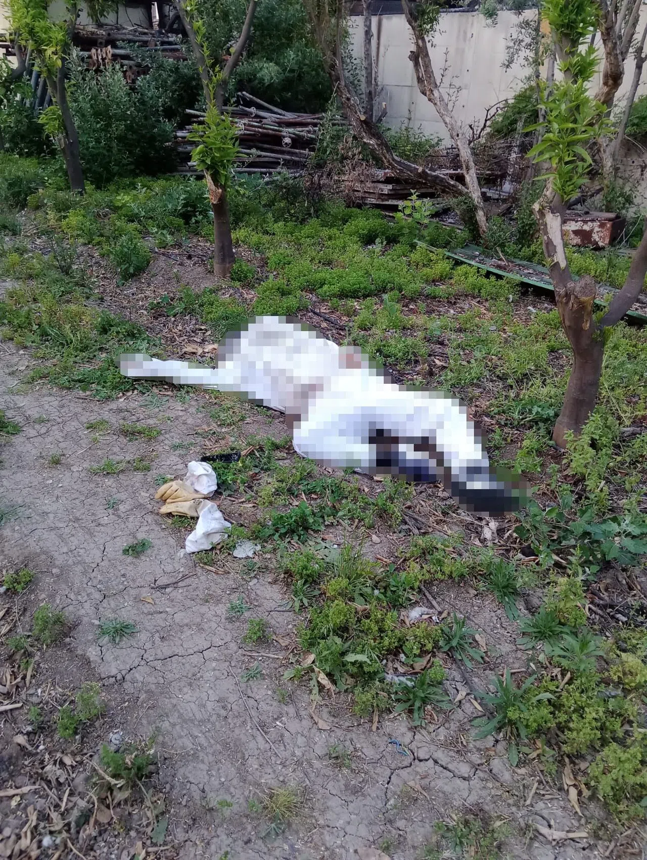 Arı Sokması Sonucu Hayatını Kaybetti