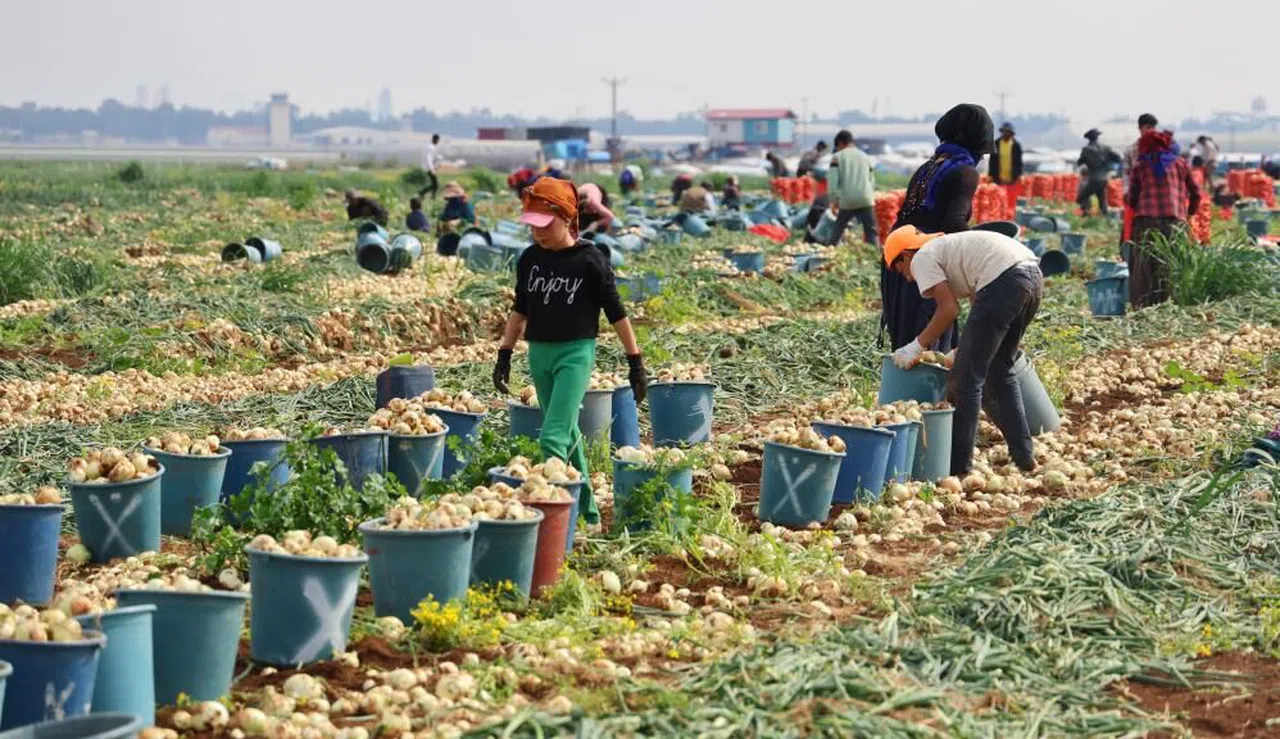 Tarlada soğan fiyatı 7-8 liraya kadar düştü