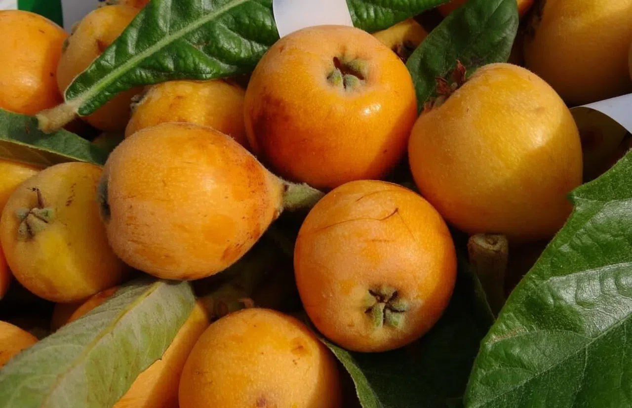 'Sarı altın' yenidünyada hasat başladı