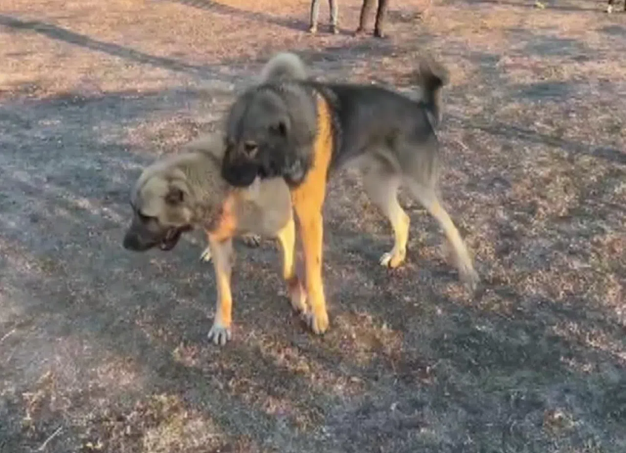 Köpekler acımasızca dövüştürüldü
