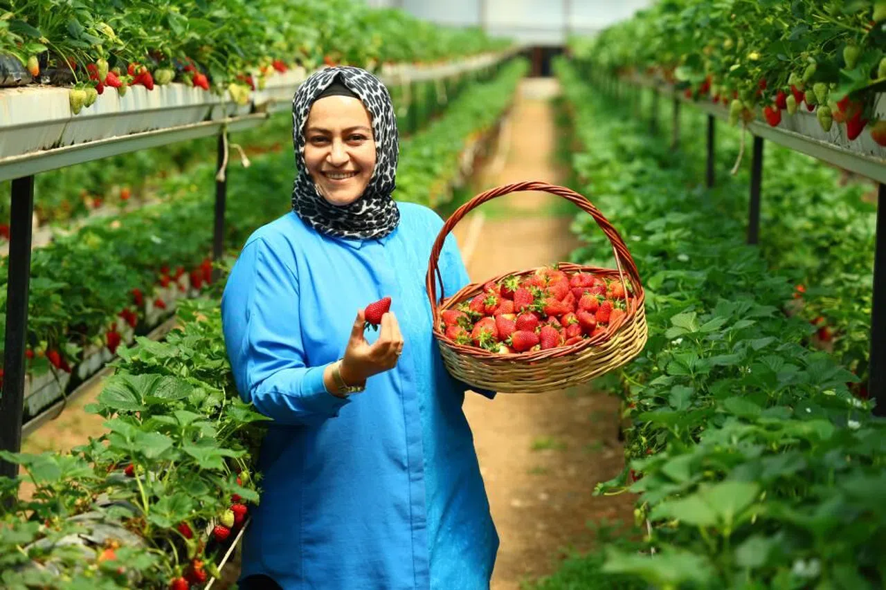 Topraksız tarımla çilek üretti, bahçesini vatandaşa açtı