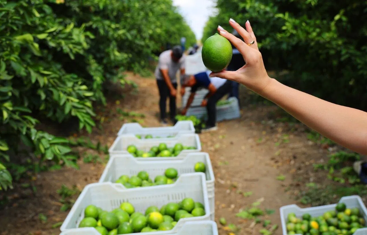 Limonda stokçuların oyunu ortaya çıktı