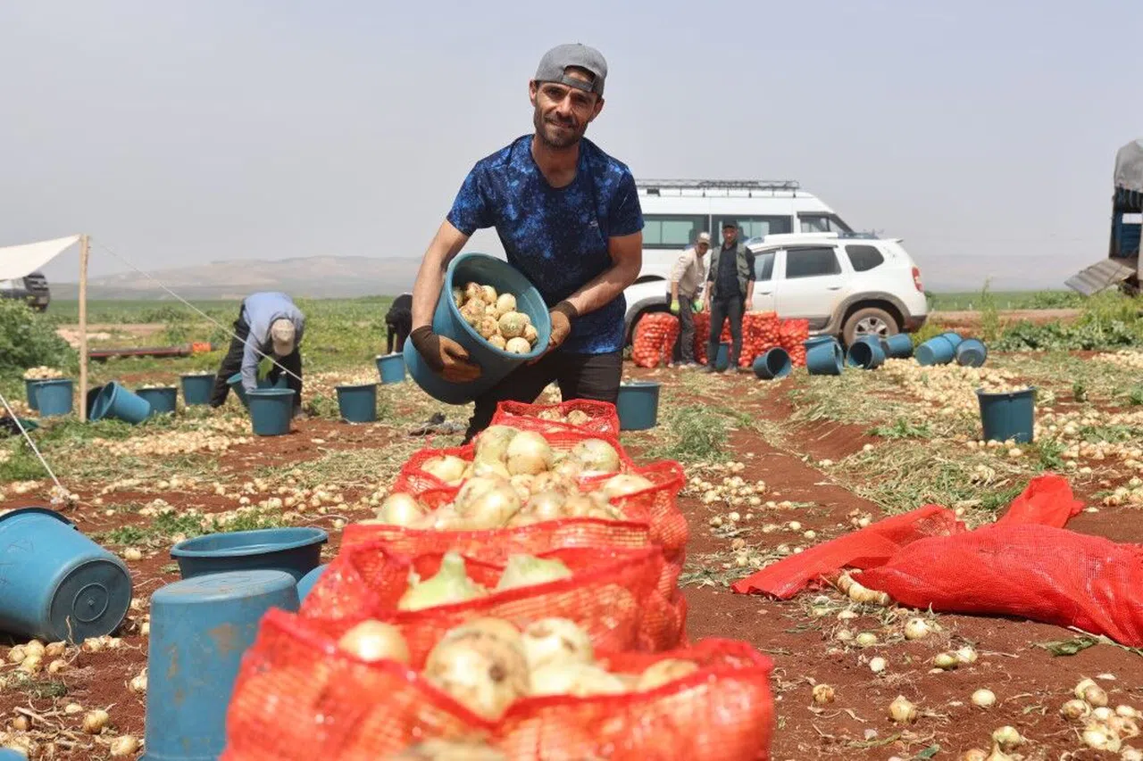 Amik Ovası’nda bereketli soğan hasadı