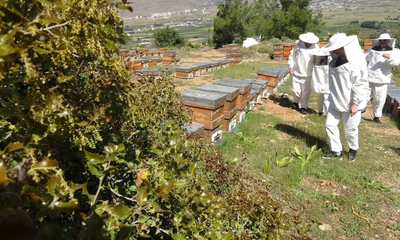 Bahar meyvesini verdi: Şifa deposu polende hasat başladı