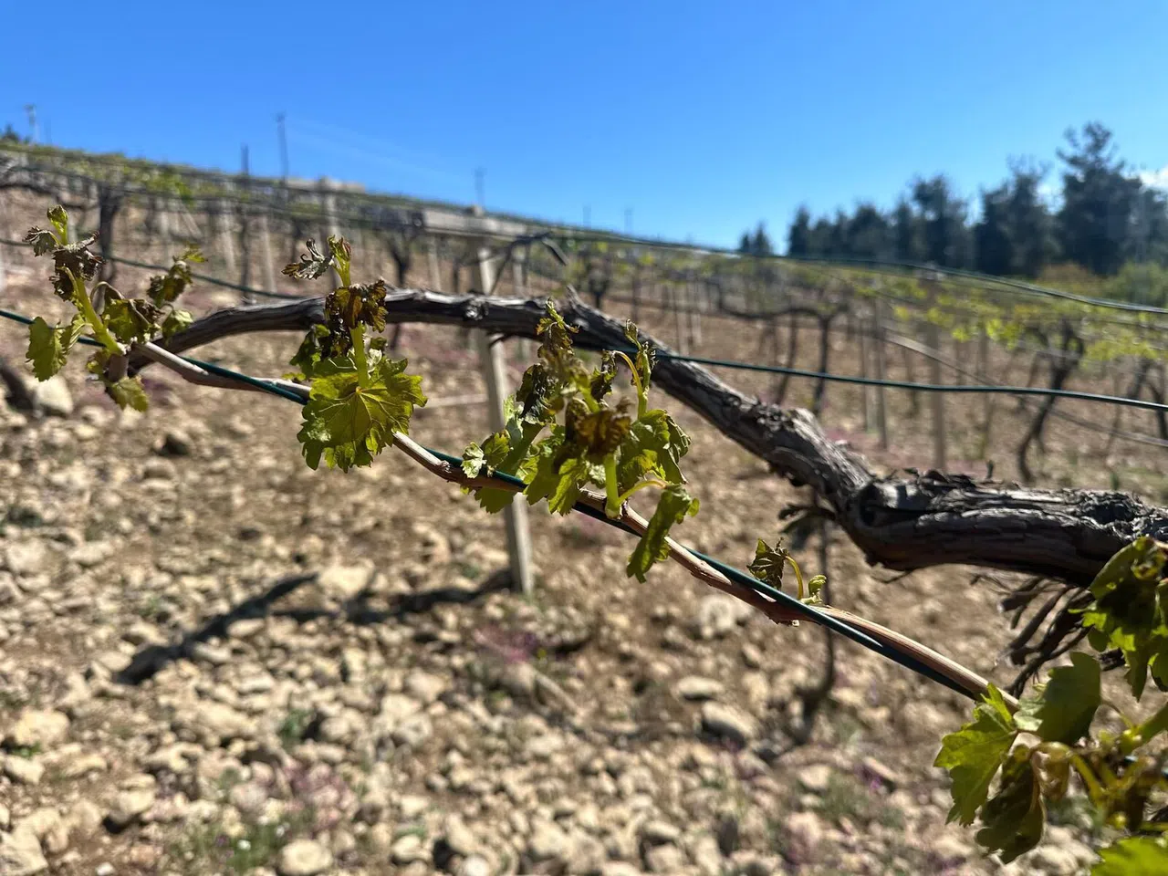 Cumhurbaşkanı Erdoğan Çiftiye Destek Açıkladı