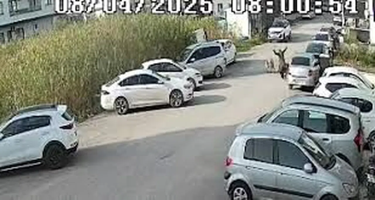 Sokak köpeklerinin saldırdığı yaşlı kadın yaralandı