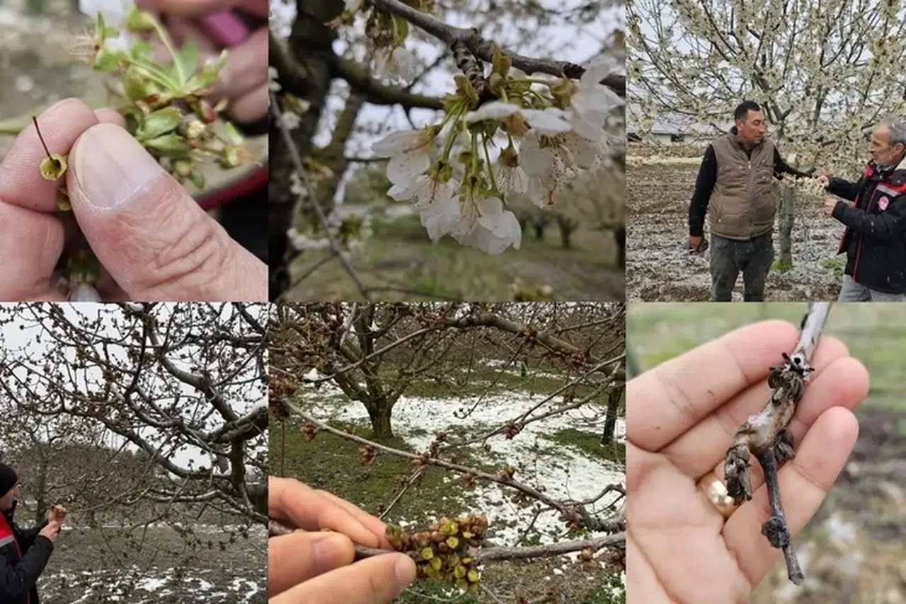 Tarihin en büyük don felaketi