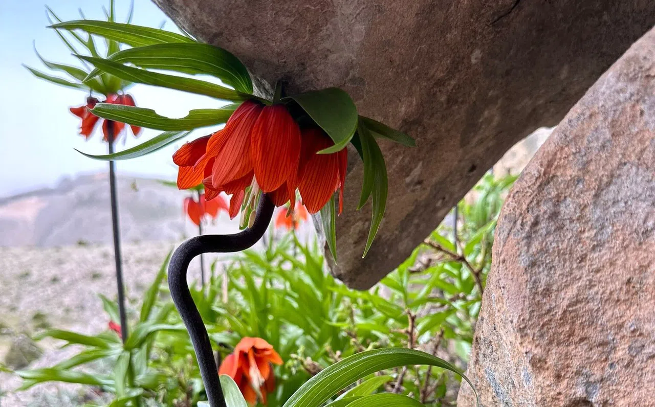 Doğanın Nadir Mucizesi: Afşin’de Ters Lale Mevsimi