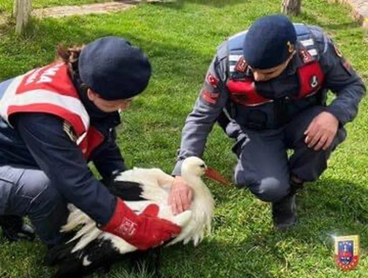 Kahramanmaraş Jandarmasından Yaralı Kanatlılar Koruma Altına Alındı