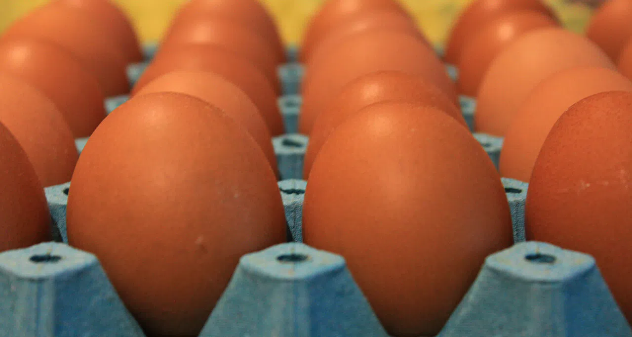 Yumurta fiyatları düşüşe geçti