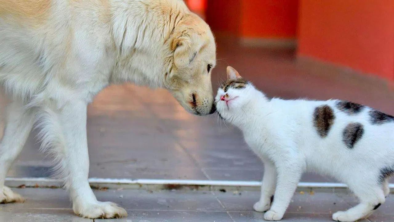 Anayasa Mahkemesi Sokak Hayvanları Yasasını Görüşecek