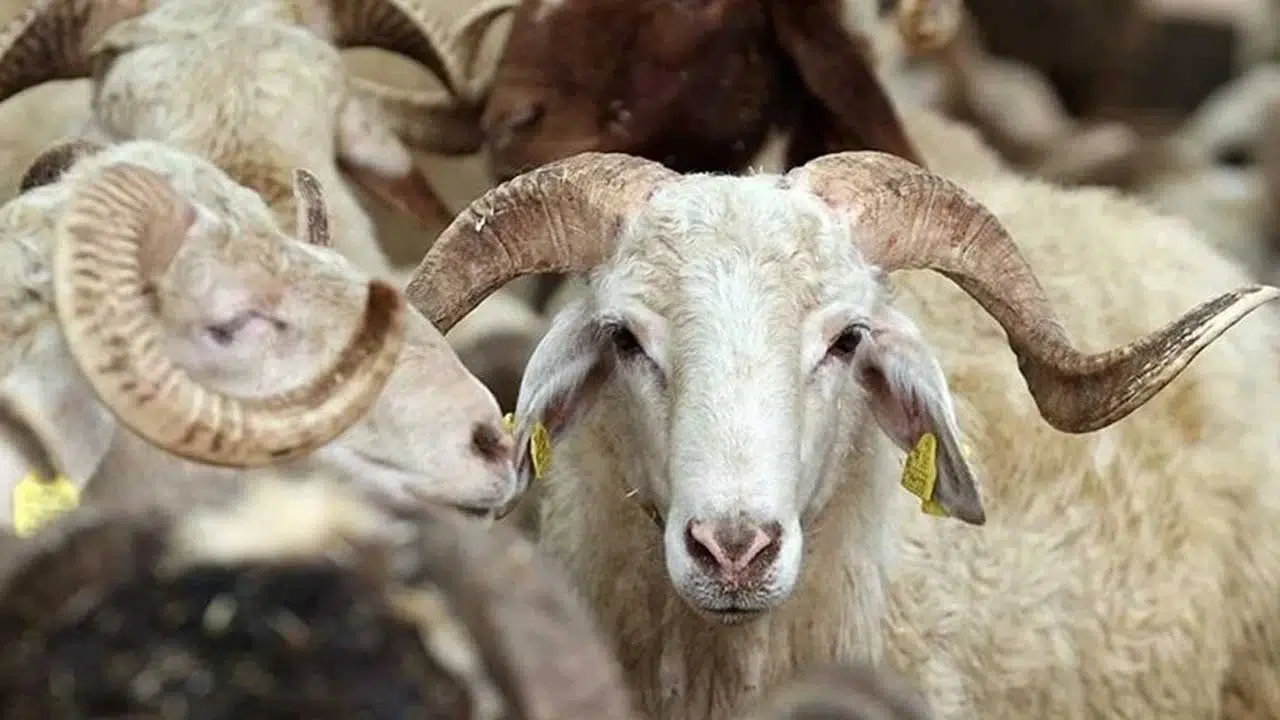 Kurbanlık Fiyatı Geçen Yıla Göre Yüzde 35 Arttı