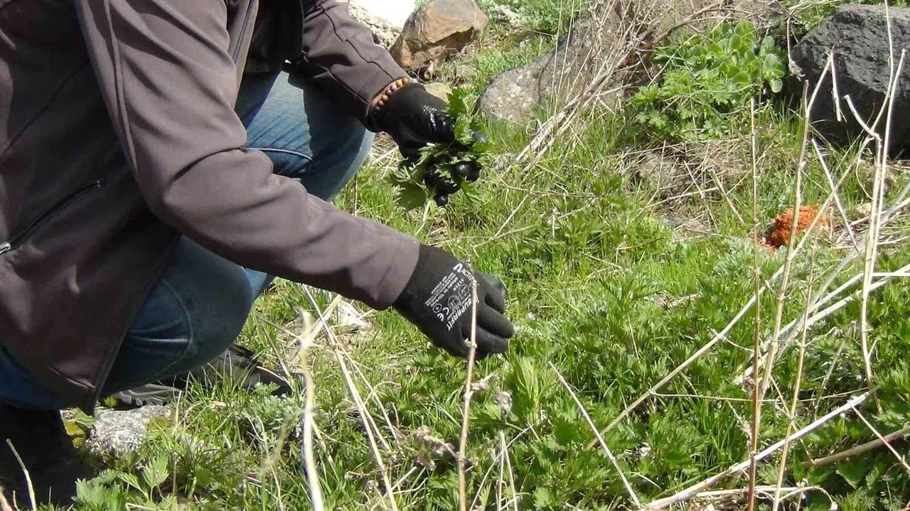 Her ot şifa anlamına gelmiyor