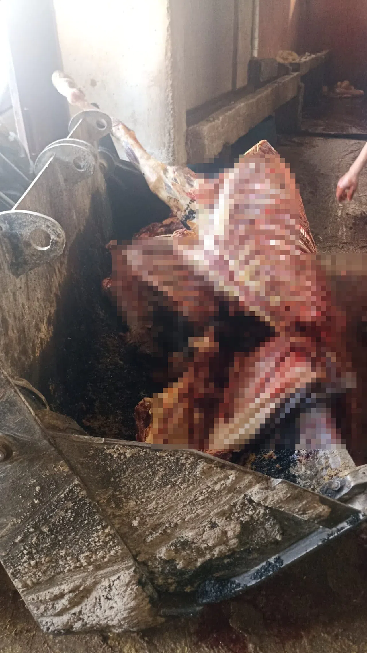 2,5 Ton At Eti Ele Geçirildi