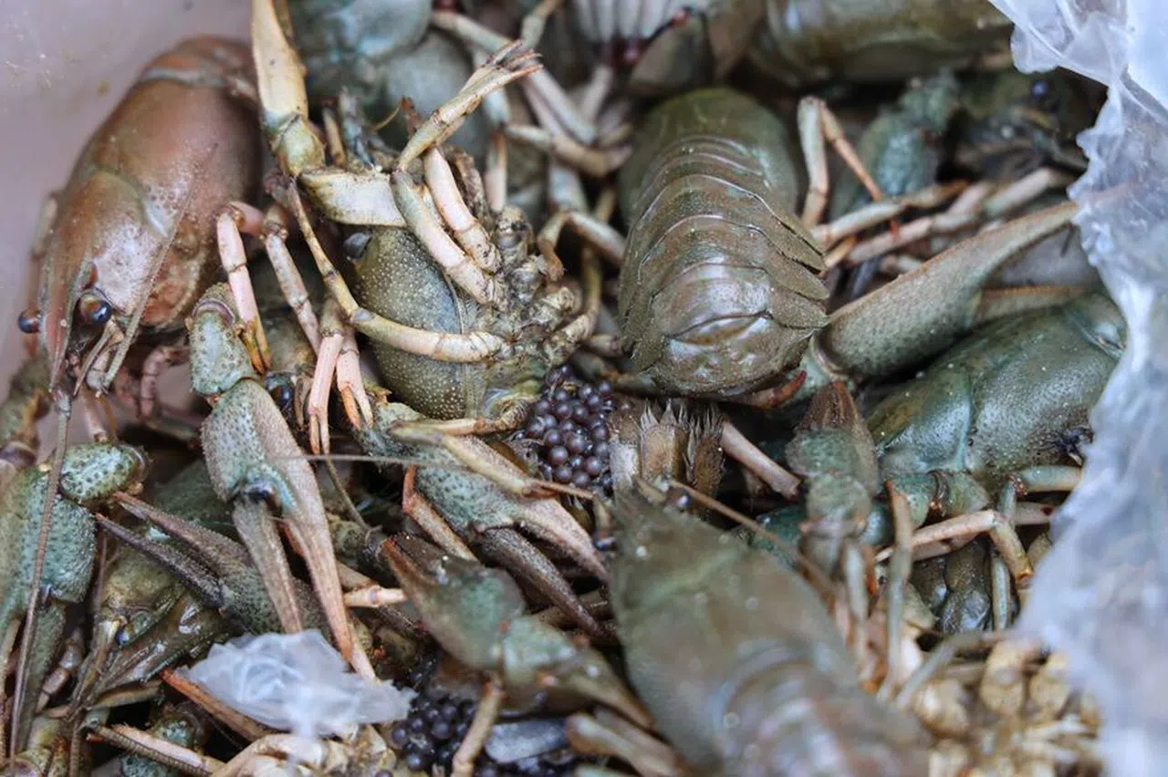 300 Kilogram Kerevit, 40 Kilo Üreme Mevsiminde Av Yasağı Bulunan Mavi Yengeç Ele Geçirildi